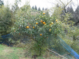 2012_0301おりんぱす0035.jpg