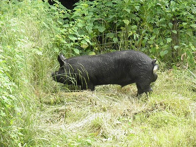 新しい仲間がくわわりました。｜ 薩摩八重ファーム