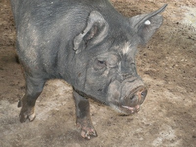 新しい仲間がくわわりました。｜ 薩摩八重ファーム