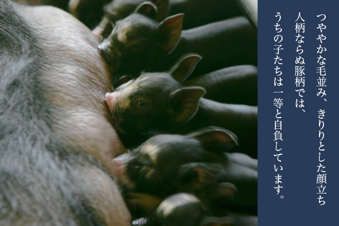 黒豚牧場・工房 案内] 薩摩八重ﾌｧｰﾑ